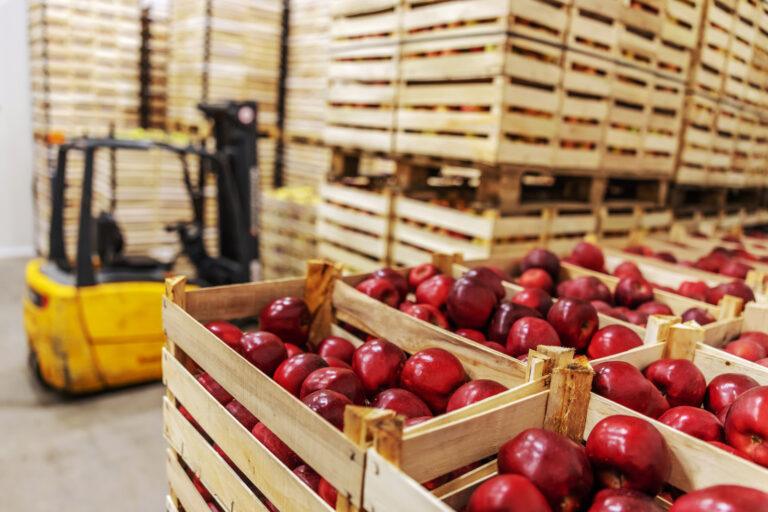 Cartons of apples sorted in warehouse